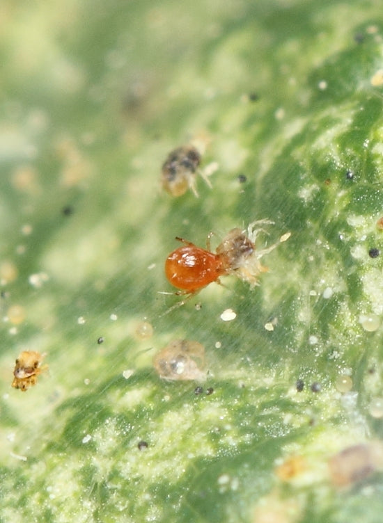 Spider Mite Predator Mite - E Pack of 1000 – growshop.co.nz
