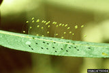 Lacewing-Force (Green lacewing) for Aphid, Mealybug and General Pest Control