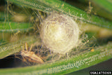 Lacewing-Force (Green lacewing) for Aphid, Mealybug and General Pest Control