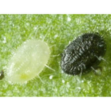 Hypermite Soil Pest Predator 1 Litre