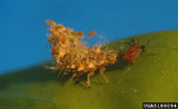 Lacewing-Force (Green lacewing) for Aphid, Mealybug and General Pest Control