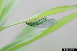 Lacewing-Force (Green lacewing) for Aphid, Mealybug and General Pest Control