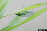 Lacewing-Force (Green lacewing) for Aphid, Mealybug and General Pest Control