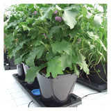 Autopot 3 x 25 Litre XL Pot Tray System