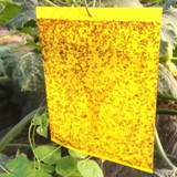 Trappit Sticky Yellow Insect Trap 200mm x 250mm Pack of 10
