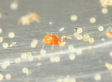 Spider Mite Predator Mite - E  Pack of 1000