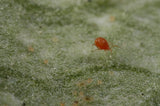 Spider Mite Predator Mite - E  Pack of 1000